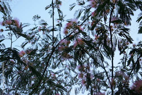 Mimosa Tree in a Summer Garden