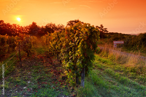 Photos Vineyards of the Haut Poitou in the hillside of Marigny-Brizay village