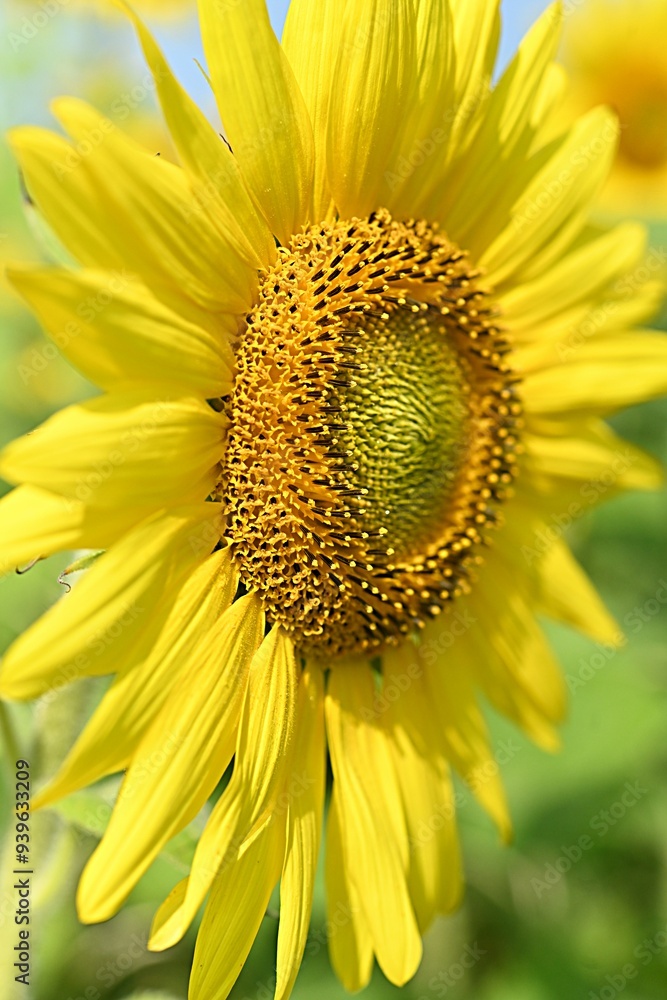 yellow sunflower flower on the background of a field of sunflowers yellow sunflower flower on the background of a field of sunflowers