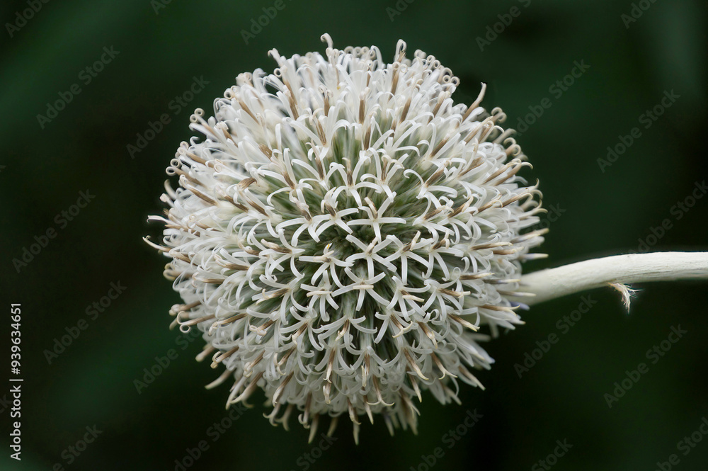 Echinops sphaerocephalus Arctic Glow globe thistle Echinops sphaerocephalus Arctic Glow globe thistle