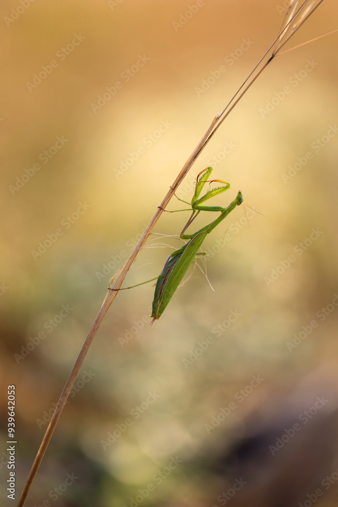 Mantis sitting on a dry meadow flower growing on a steppe meadow with a beautiful background. Mantis sitting on a dry meadow flower growing on a steppe meadow with a beautiful background.