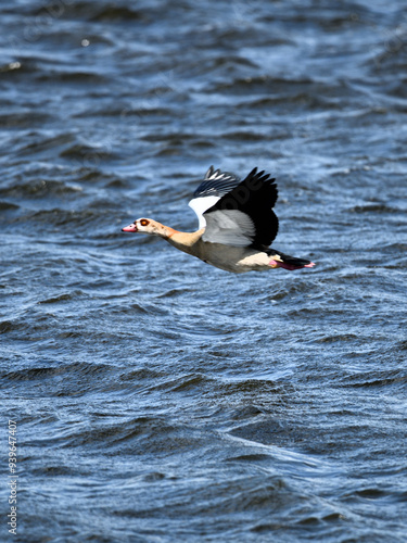 Nilgans Wildtier fliegt im Tiefflug über das Wasser der Elbe photo