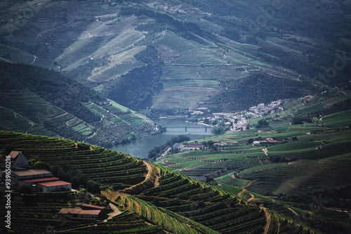 Green vineyard terraces on the hills of the Douro Valley, nord Portugal, overlooking the river. photo