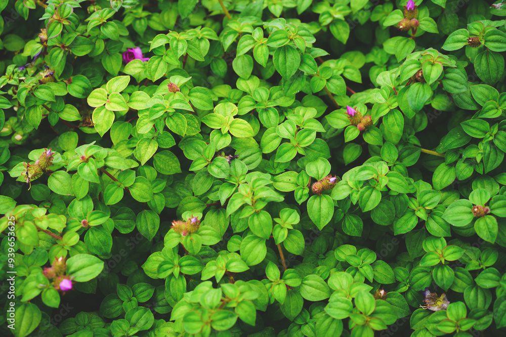Fresh green leaves of spanish shawl creeper or creeping houseplants known as Pink lady or Oyster (Heterocentron elegans,Trailing Lasiandra, Trailing Princess Flower) for wallpaper, nature background.