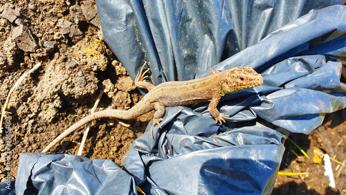 A small, light brown lizard on the ground, blending into its surroundings photo