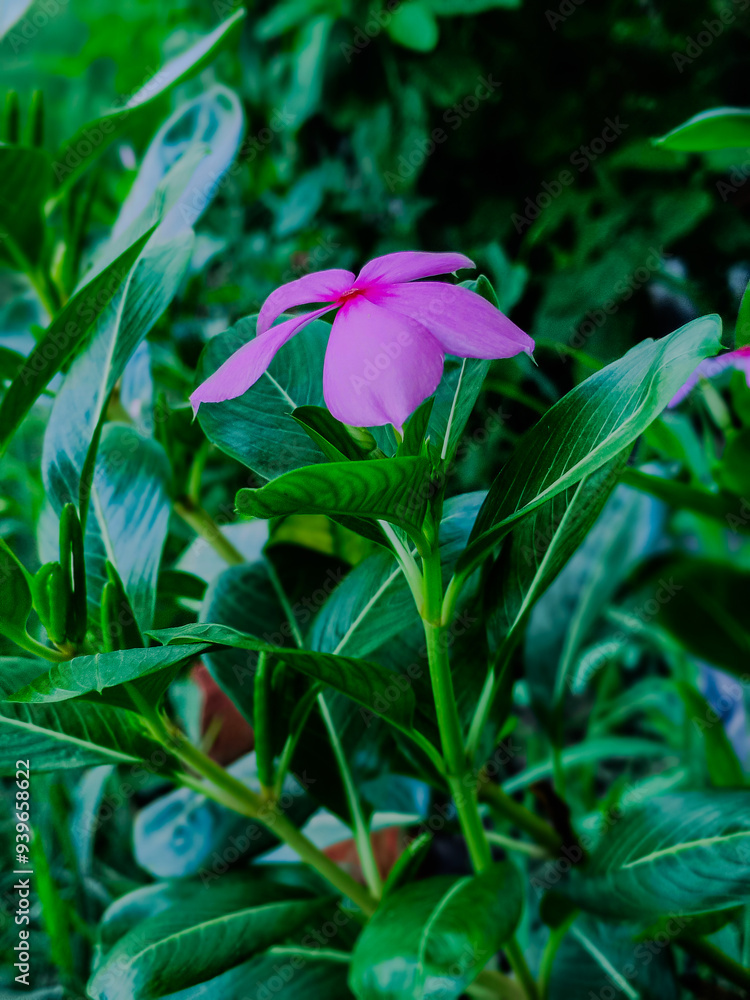 Obraz premium A vibrant pink roseus flower in close-up, surrounded by lush green leaves. The photo highlights the delicate petals against a blurred green background, showcasing natural beauty.