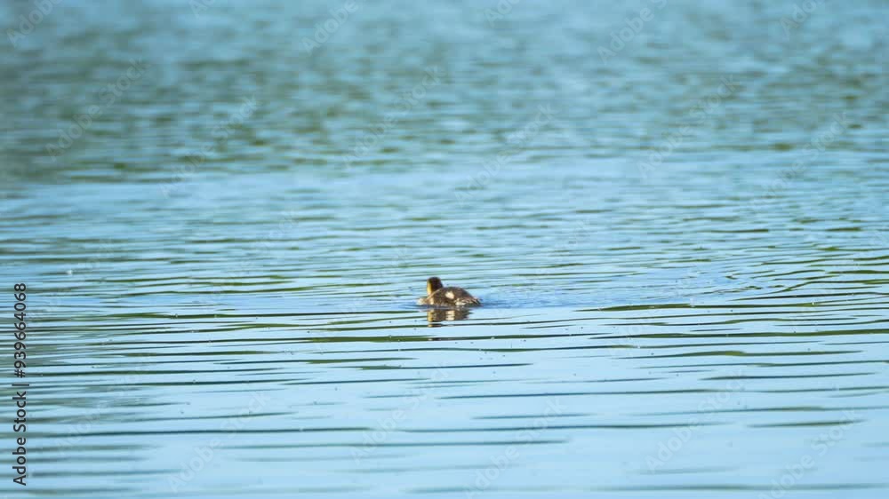small duck in the water