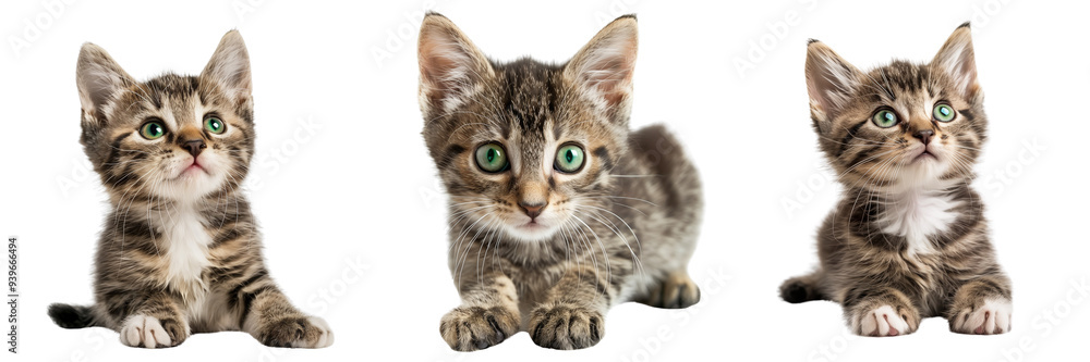 Collection set of mischievous kitten with bright green eyes isolated on a transparent background Collection set of mischievous kitten with bright green eyes isolated on a transparent background