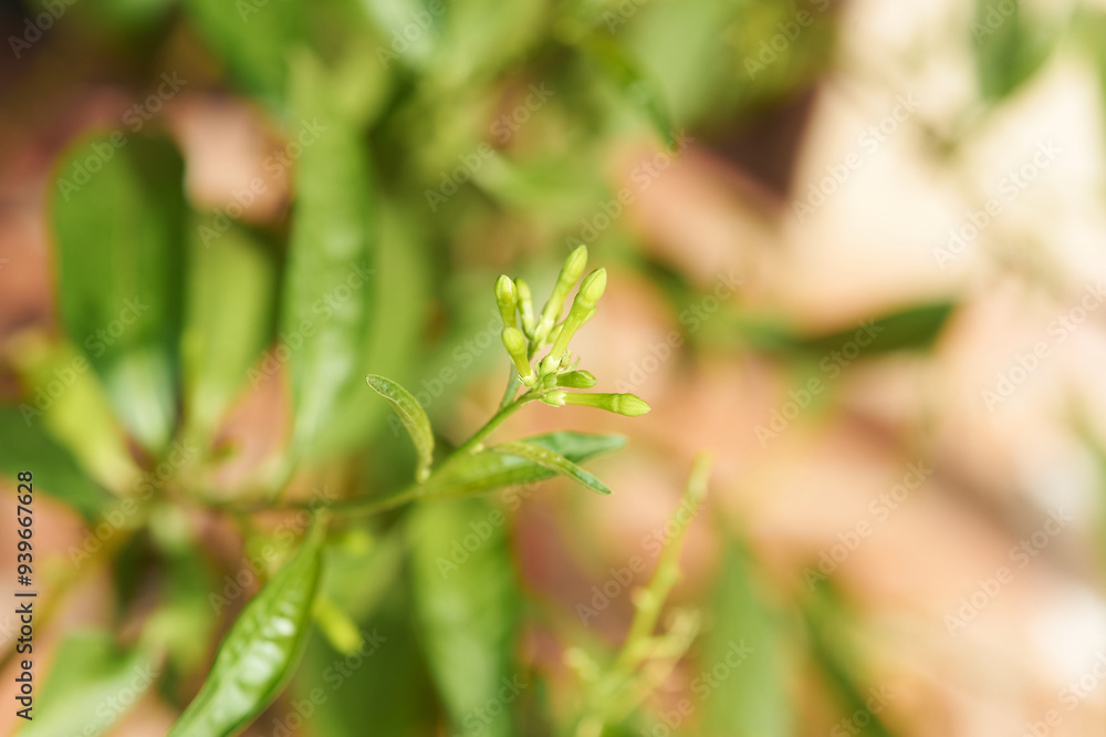 Sharp composition presenting the hidden potential within the yet-to-open buds of night-blooming jasmine.
Sharp composition presenting the hidden potential within the yet-to-open buds of night-blooming jasmine.