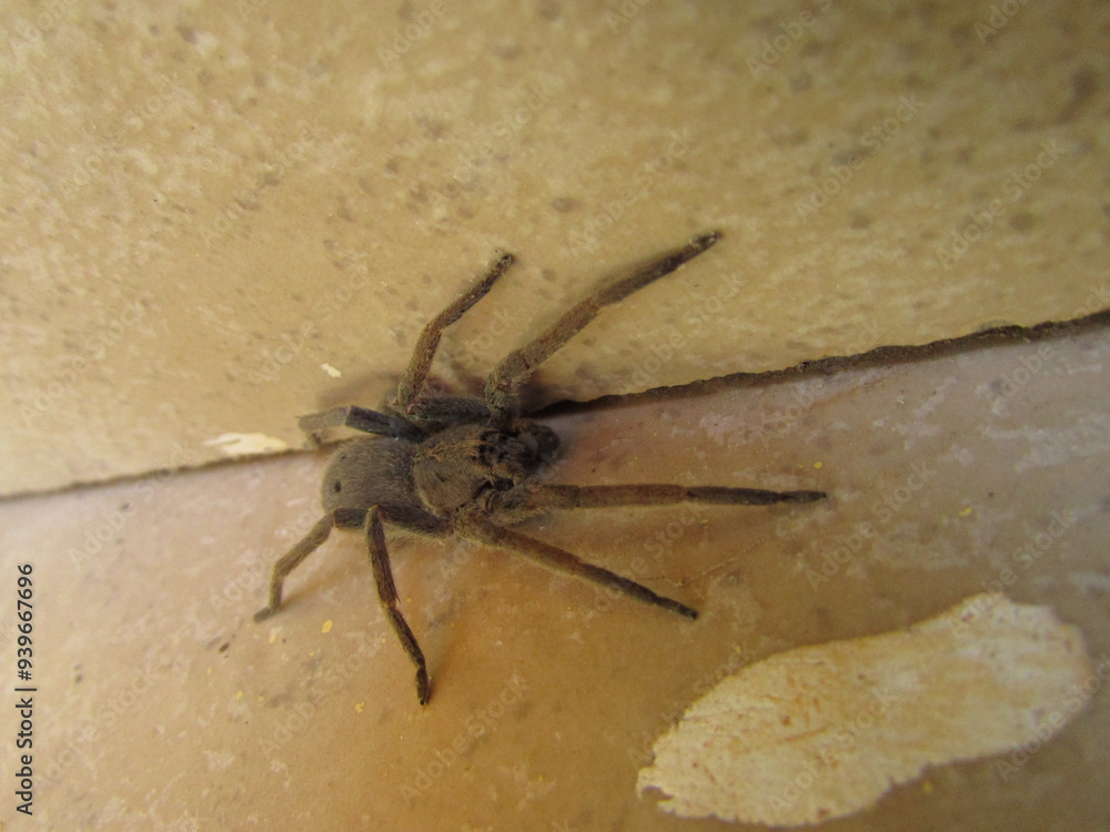 A garden spider Centroctenus brevipes on the porch of a country house A garden spider Centroctenus brevipes on the porch of a country house