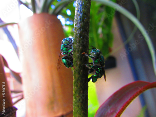 Fotografie Beautiful Euglossa bazinga bees flying on a flower of a plant in the window of a