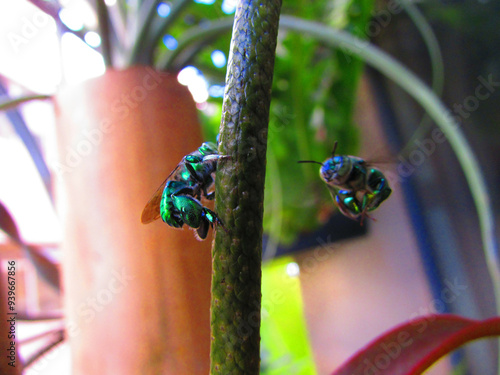 Fototapeta Beautiful Euglossa bazinga bees flying on a flower of a plant in the window of a