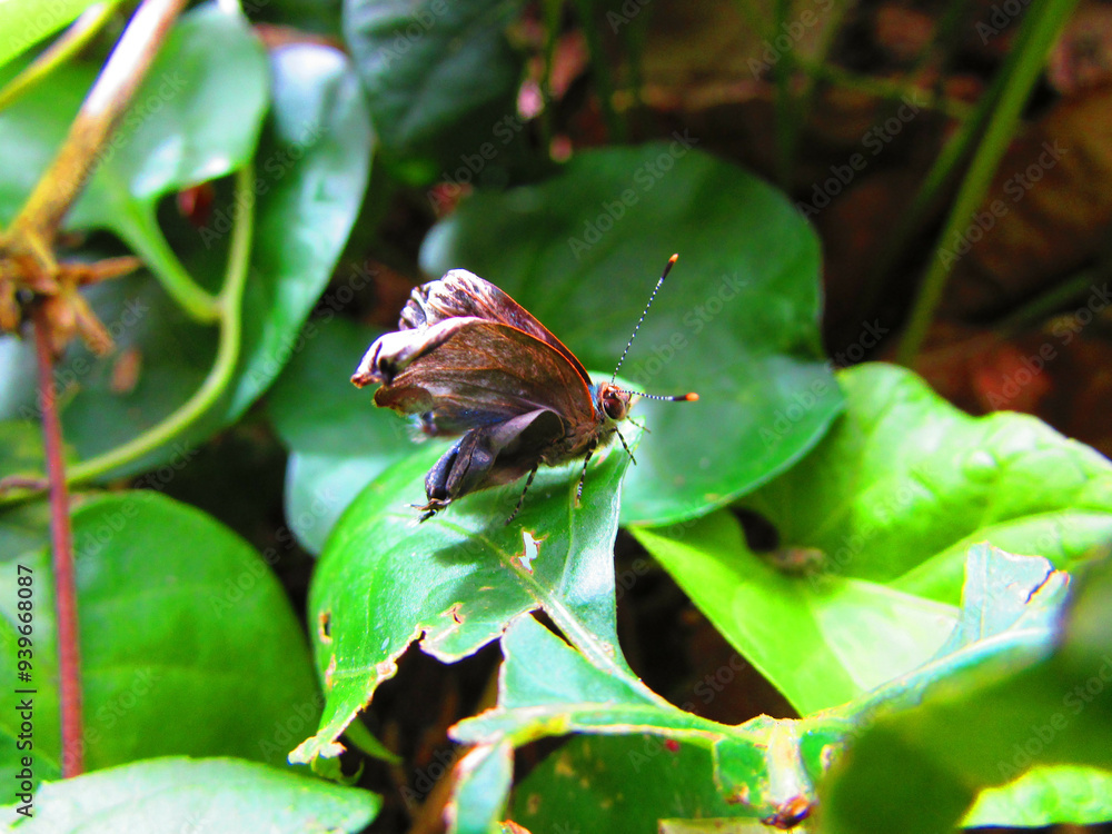 A little butterfly that has just come out of the cocoon