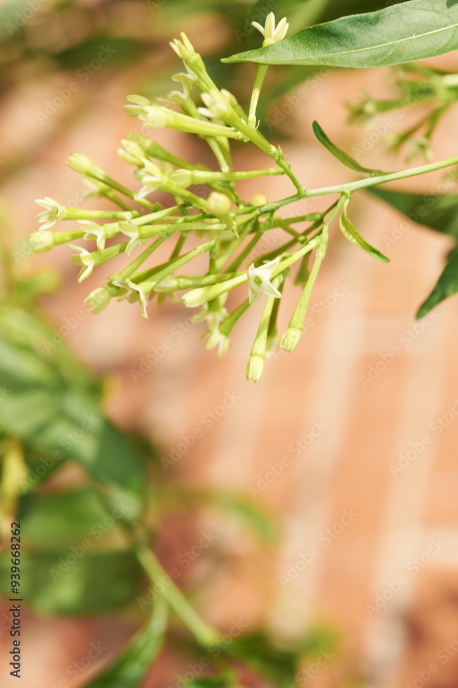 Vibrant close-up showing the small buds of night-blooming jasmine, ideal for illustrating plant growth.
Vibrant close-up showing the small buds of night-blooming jasmine, ideal for illustrating plant growth.
