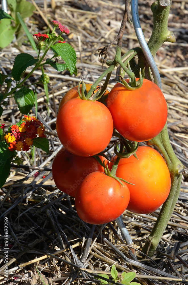 Solanum lycopersicum 'Cobra' , Tomate ronde Solanum lycopersicum 'Cobra' , Tomate ronde