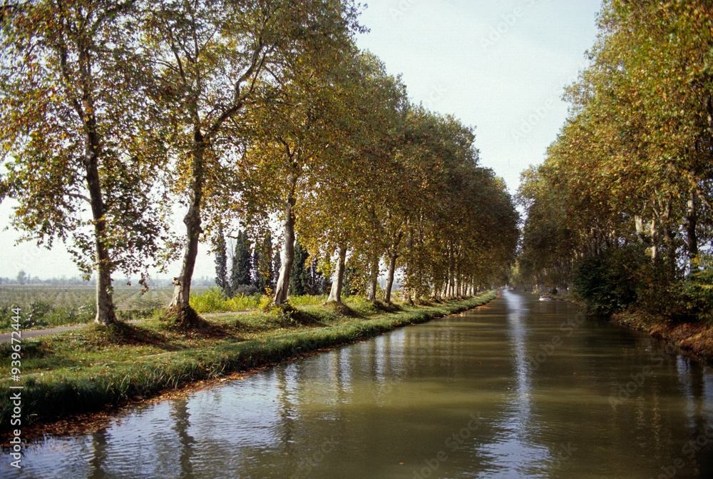Platanus x acerifolia, Platane, Canal du Midi; Région Lanquedoc Roussillon; Beziers; 34,Hérault, France Platanus x acerifolia, Platane, Canal du Midi; Région Lanquedoc Roussillon; Beziers; 34,Hérault, France