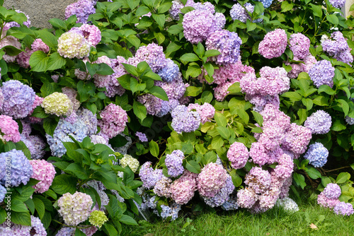 Quadro su tela Hydrangea macrophylla, variete Bodensee, hortensia