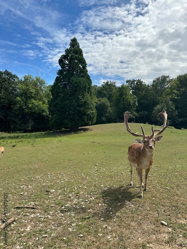 deer in the forest