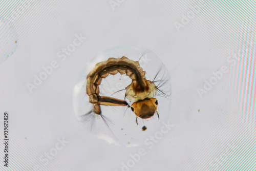 In einem Wassertropfen befindet sich eine noch sehr kleine Larve einer Libelle.
