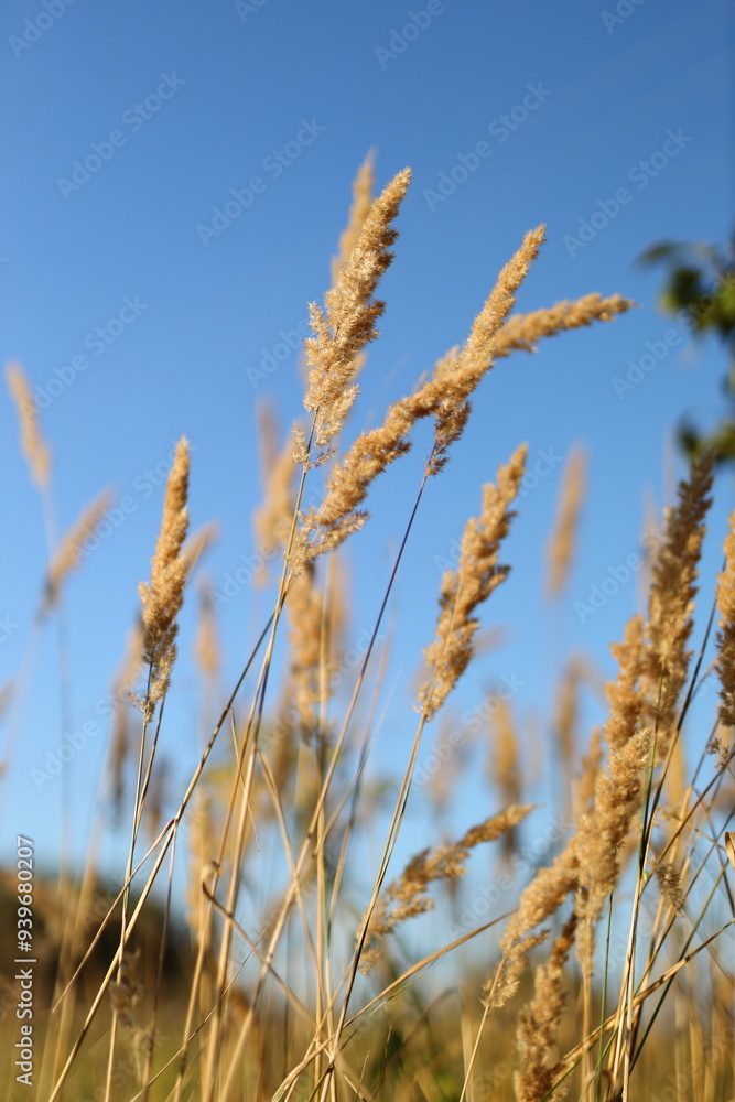A field of tall dry grass with a clear blue sky in the background A field of tall dry grass with a clear blue sky in the background