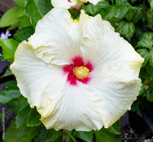 Hibiscus flower,  White Hibiscus 
