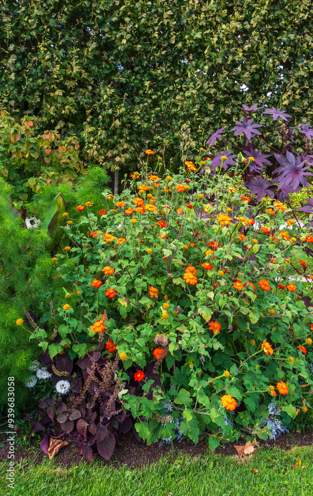 massifs fleuris avec des soucis oranges, Jardin des plantes, Paris, France massifs fleuris avec des soucis oranges, Jardin des plantes, Paris, France
