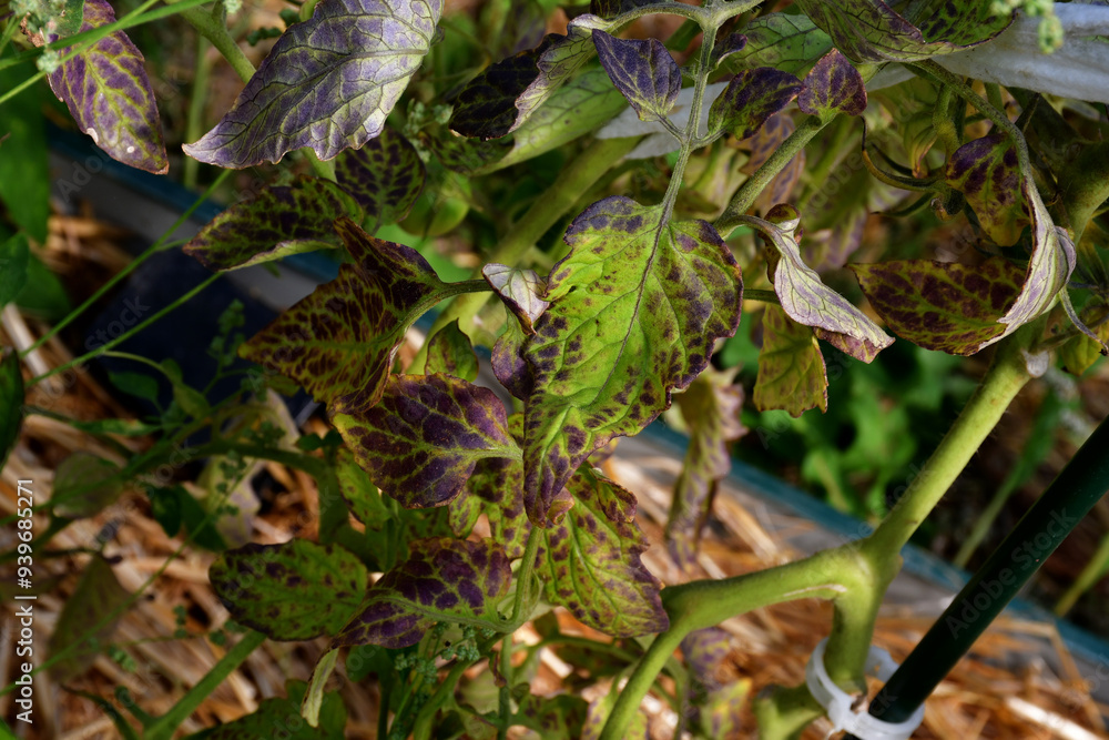 Tomato leaves with purple and burgundy spots. The lack of micro- and macro-elements in organic amateur farming. Diseases and problems of tomatoes in the greenhouse. selective focus, blurred background Tomato leaves with purple and burgundy spots. The lack of micro- and macro-elements in organic amateur farming. Diseases and problems of tomatoes in the greenhouse. selective focus, blurred background
