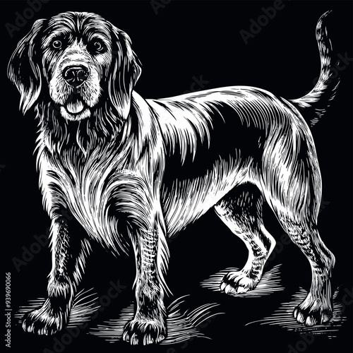 Obraz na płótnie bloodhound dog engraved vector w salonie