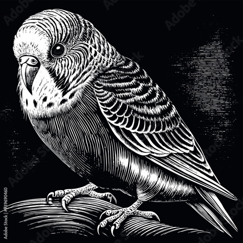 Obraz na płótnie Budgie engraved vector w salonie