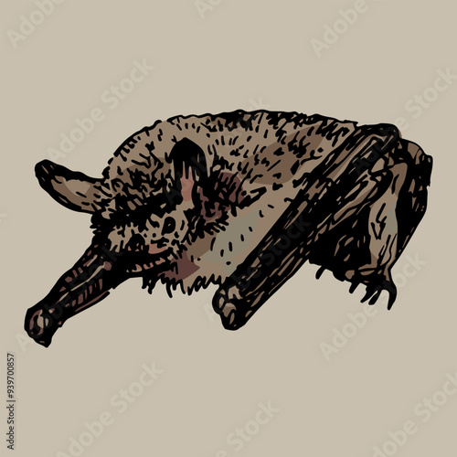 Brown long-eared bat. Plecotus auritus. Animal illustration. Hand drawn colorful rough sketch. 