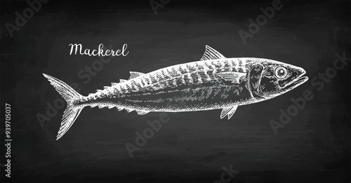 Mackerel chalk sketch.