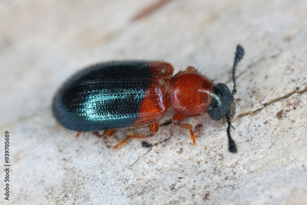 Redshouldered Ham Beetle or red-necked bacon beetle (Necrobia ruficollis). A pest in homes and warehouses that eats dry food and other animal products. Redshouldered Ham Beetle or red-necked bacon beetle (Necrobia ruficollis). A pest in homes and warehouses that eats dry food and other animal products.