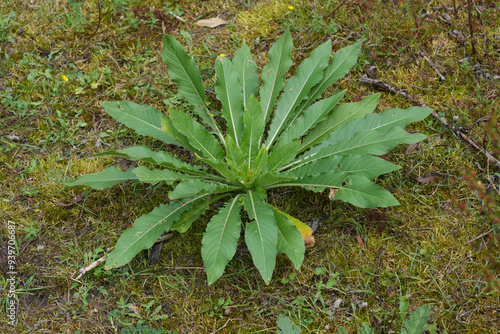 Closeup on an emerging evening primrose or sundrop wildflower, Oenothera glazioviana photo