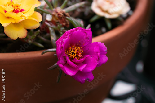 Moss Roses in a Summer Garden