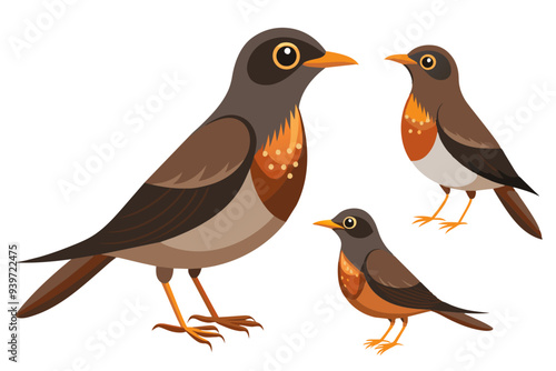  A set of Beautiful birds thrush vector art illustration