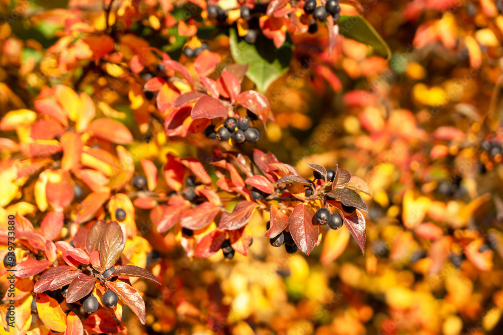 Aronia melanocarpa or black chokeberry is species of shrubs in the rose family. Black chokeberry berries grow on bush with red or yellow leaves in autumn on sunny day Aronia melanocarpa or black chokeberry is species of shrubs in the rose family. Black chokeberry berries grow on bush with red or yellow leaves in autumn on sunny day