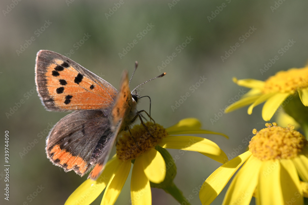 Obraz premium czerwończyk - polskie motyle 