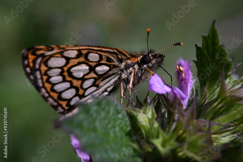 motyl Rojnik morfeusz - owady polskie  photo