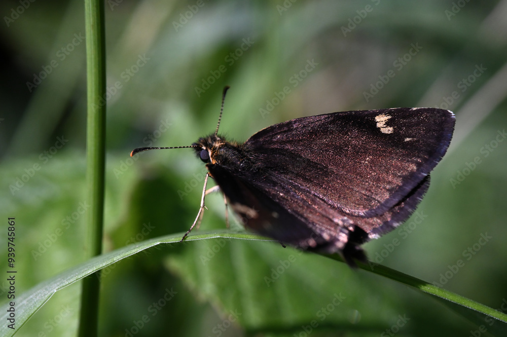 Obraz premium Motyl Rojnik morfeusz - owady polskie 