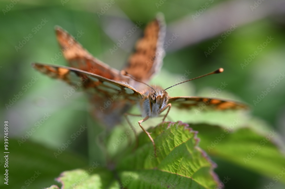 motyl przeplatka - owady polskie motyl przeplatka - owady polskie