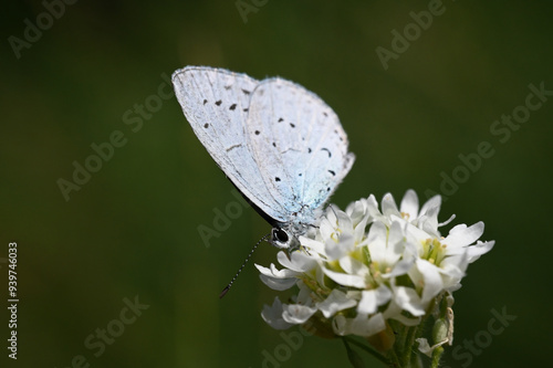 motyl modraszek - owady polski  photo