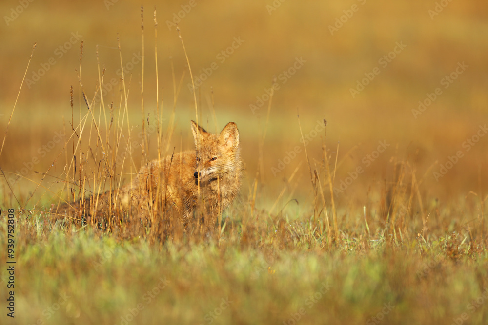 Young puppy of red fox (Vulpes vulpes) looking for prey on summer meadow. Natural scene from Czech wildlife.