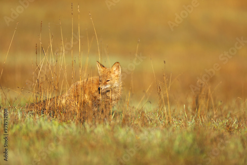 Obraz na płótnie Young puppy of red fox (Vulpes vulpes) looking for prey on summer meadow. Natural scene from Czech wildlife. w salonie