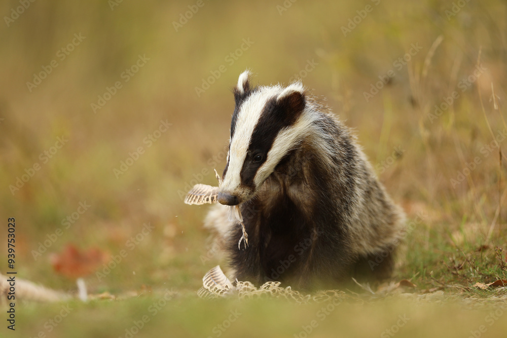 European badger, Meles meles, eat something on summer meadow. Cute wild animal in summer afternoon. Wildlife scene from nature