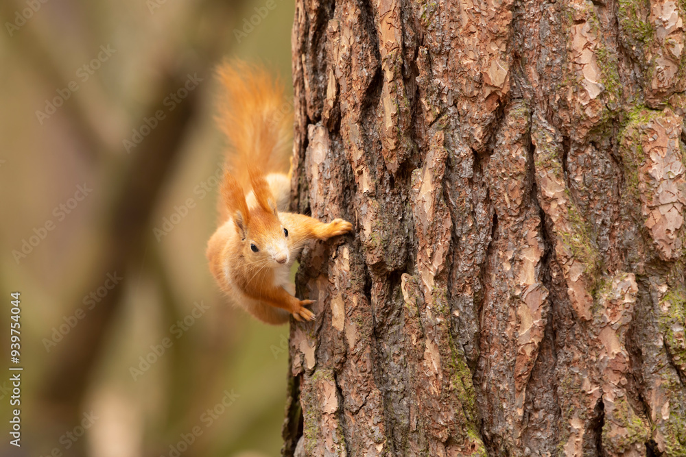 Cute red squirrel (Sciurur vulgaris) climbing on tree trunk bark in autumn forest. Photo with nice blured colors in background.
