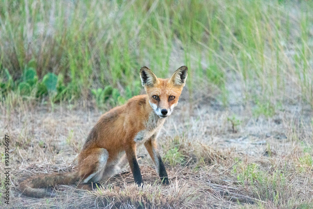 A beautiful young red fox is seen at Sandy Hook, in New Jersey, on a summers night in August, 2024. A beautiful young red fox is seen at Sandy Hook, in New Jersey, on a summers night in August, 2024.