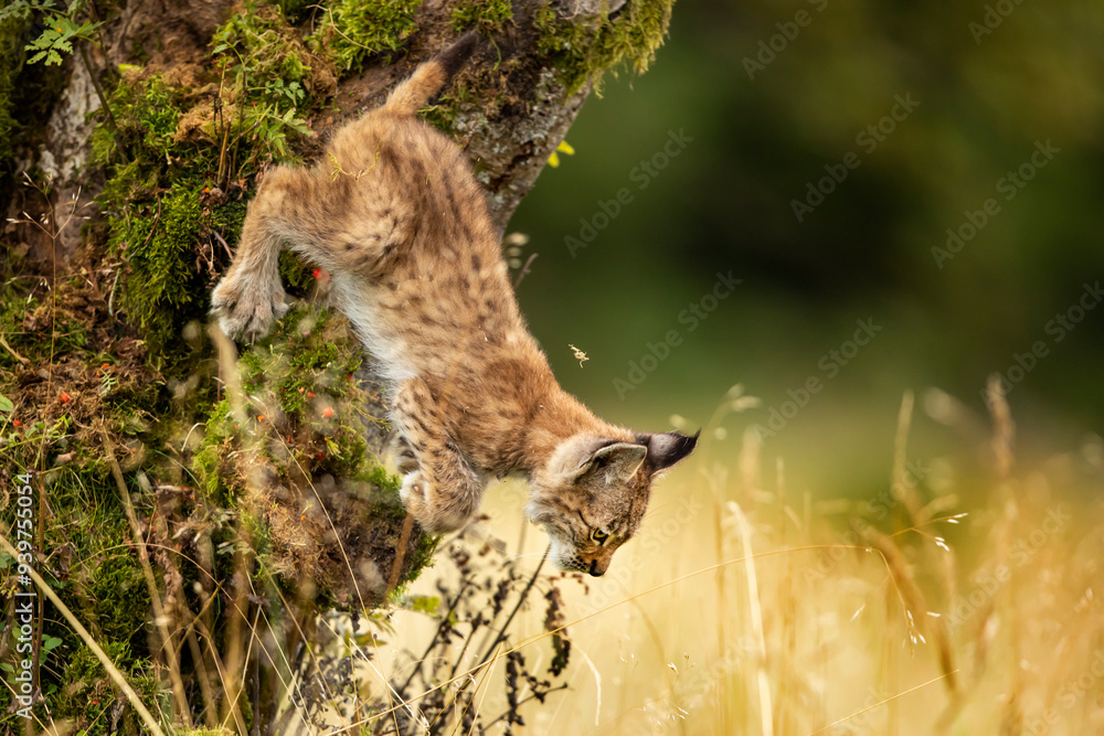Eurasia lynx (Lynx lynx) kitten playing on messed tree in sunny autumn day, Czech republic