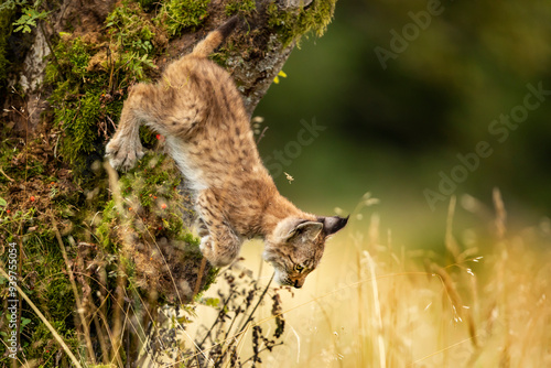Obraz na płótnie Eurasia lynx (Lynx lynx) kitten playing on messed tree in sunny autumn day, Czech republic w salonie