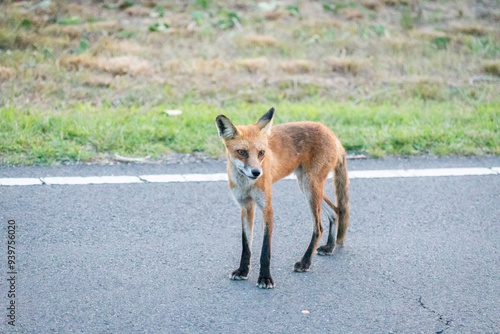 Fotografie A beautiful young red fox is seen at Sandy Hook, in New Jersey, on a summers night in August, 2024