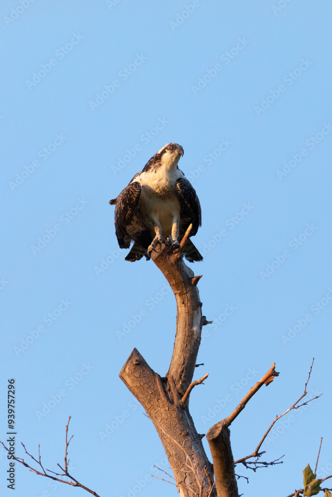 A view of an Osprey photographed at Fort Hancock in Sandy Hook, New Jersey on a summers night in August 2024.